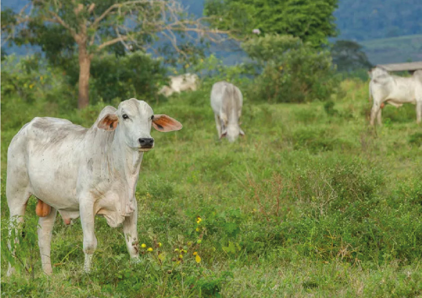 Bois em fazenda de Ourilândia do Norte, cidade em que a família de João Soares Rocha mantinha uma de suas propriedades Bois em fazenda de Ourilândia do Norte, cidade em que a família de João Soares Rocha mantinha uma de suas propriedades